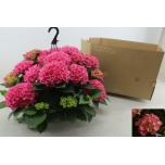 Hydrangea Hortensia high ocean 27cm