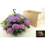 Hydrangea Hortensia high ocean 27cm