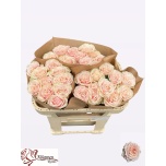 Roos 60cm Love Fountain