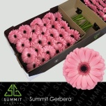 Gerbera GR Joyride*25