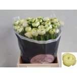Ranunculus Tulikas Success Creme
