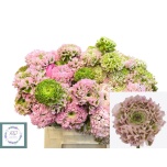 Ranunculus Tulikas pon pon Alice