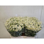 Tanacetum Neitsikummel Cameron 50-55cm*25