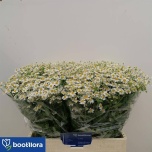 Tanacetum Neitsikummel Cameron 60-65cm*25