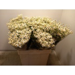 Tanacetum Neitsikummel Cameron 60-65cm*25