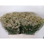 Tanacetum Neitsikummel Cameron 60-65cm*25