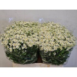 Tanacetum Neitsikummel Cameron 60cm*25