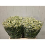 Tanacetum Neitsikummel Cameron 60-65cm*25