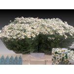 Tanacetum Neitsikummel Cameron 60-65cm*25