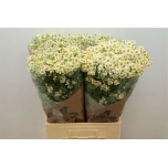 Tanacetum Neitsikummel Cameron 70cm*25