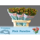 Alstroemeria pink paradiso 75cm