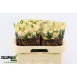 Kobarroos 60cm Holly