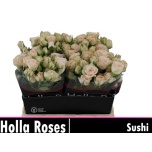 Kobarroos 40cm Sushi