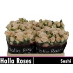 Kobarroos 50cm Sushi