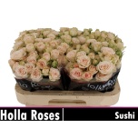 Kobarroos 60cm Sushi