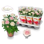 Rosa Potiroos tunesie baby star 14cm