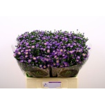 Aster Teeny Tiny Blue 60cm