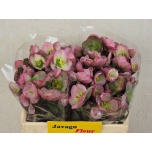 Helleborus Lumeroos Doroth Dawn 35cm