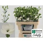 Dianthus Nelk SP solandis calmfly
