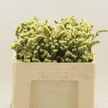 Limonium Parkjuur S Glossy Wings 50cm