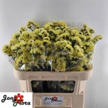 Limonium Parkjuur S Glossy Wings 70cm
