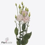 Eustoma Preeriakell Chaconne Wedding Pink