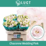 Eustoma Preeriakell Chaconne Wedding Pink