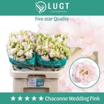 Eustoma Preeriakell Chaconne Wedding Pink
