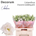 Eustoma Preeriakell Chaconne Wedding Pink