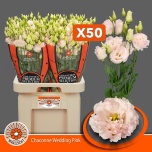 Eustoma Preeriakell Chaconne Wedding Pink (Maaszicht, Kwekerij)