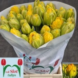 Tulp do Vanilla Coup