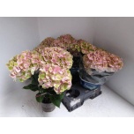 Hydrangea Hortensia macr remeber bel pes 15cm