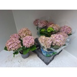 Hydrangea Hortensia macr remeber bel pes 15cm