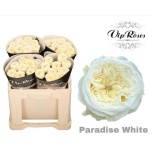 Roos 50cm Paradise White