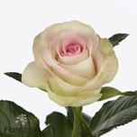 Roos 50cm Swan