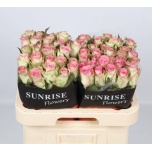 Roos 60cm Swan