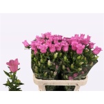 Campanula Kellukas Champion Rose 70cm