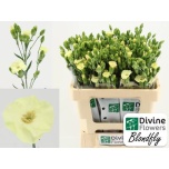 Dianthus Nelk SP Solandis Blondfly