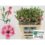 Dianthus Kobarnelk Soland Blushfly 60cm