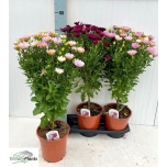 Osteospermum Kuldkakar mix 19cm