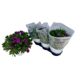 Osteospermum Kuldkakar mix 19cm