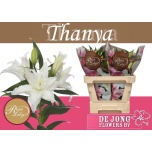 Lilium Liilia OR DU Tanya 75cm