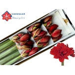 Hippeastrum Ratsuritäht Double Red Toro