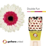 Gerbera MINI Diamond Double Fun*20