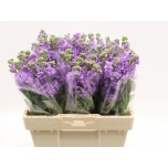 Matthiola Levkoi Impala Lavender