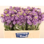 Matthiola Levkoi Impala Lavender