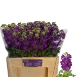 Matthiola Levkoi Impala Lavender