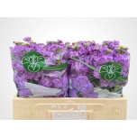 Matthiola Levkoi Impala Lavender
