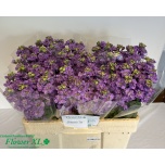 Matthiola Levkoi Impala Lavender 50-55cm