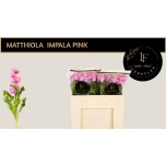 Matthiola Levkoi Impala Pink 45cm